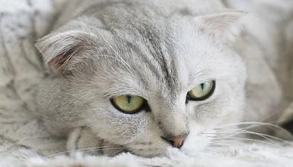 阿尔卡拉斯2-1逆转弗里茨 取得总决赛小组赛两连胜